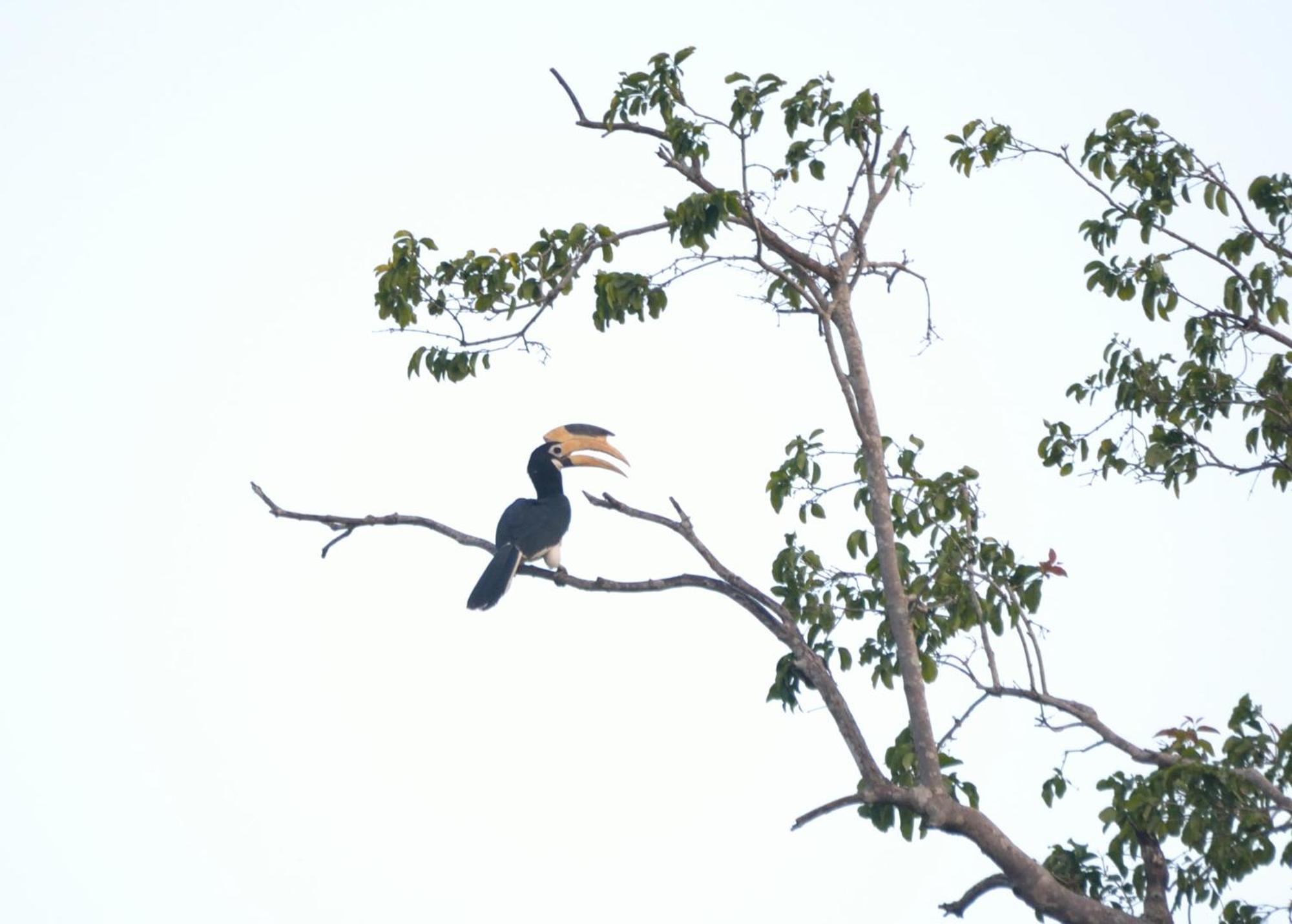 Pelican View